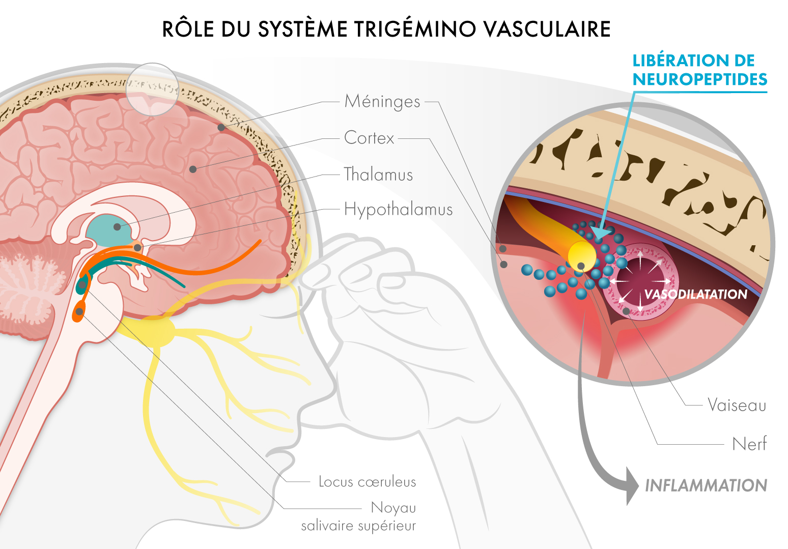 système trigémino-vasculaire